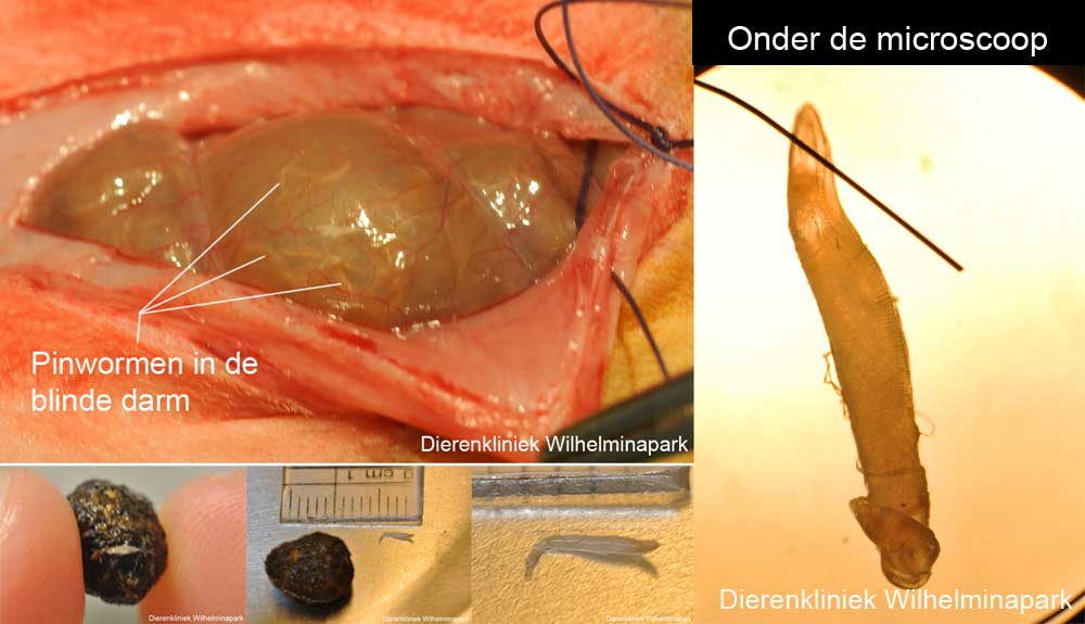 Konijn met pinworm gezien tijdens operatie